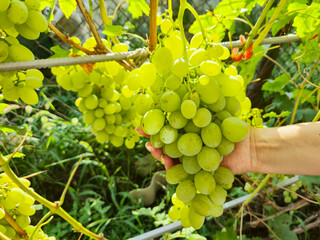 Grapes harvest. farmer woman with freshly harvested grapes. Close up