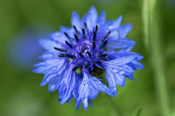 Centaurea cyanus flowers with water drops in the garden
