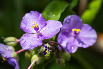 Perennial herb scientific name Tradescantia virginiana. Blooms from June to September. Gardening and botany