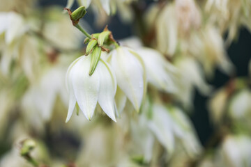 Yucca beauty. Powerful flower stalks. Flowering of hundreds of white bells