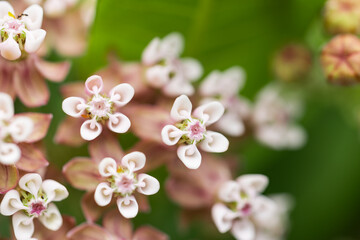 Asclepias syriaca common milkweed, butterfly flower, silkweed. plant of the family Apocynaceae.