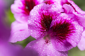 Pink flower petal with drops close up