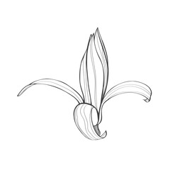 Magnolia flower drawing with line-art.