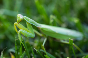 A close up view of a praying mantis, Mantodea in the grass