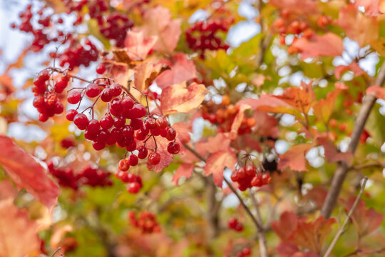 Viburnum's bright foliage and juicy fruits ensure a bountiful harvest.