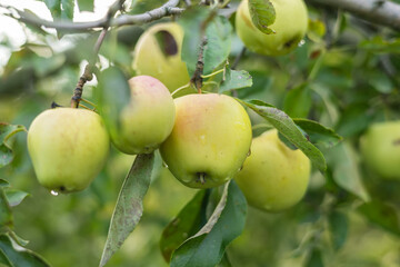 Branch of ripening green apples hanging on tree in orchard garden on green background