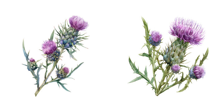 thistle flower watercolor vector illustration