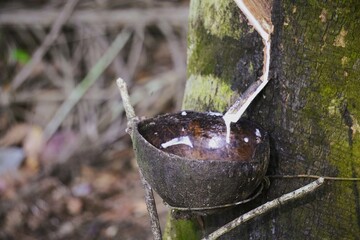Natural rubber tapping process with latex dripping into a collection cup.