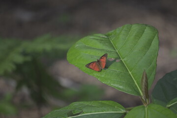 Butterfly Resting on a Green Leaf in Natures Embrace.