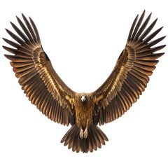 Majestic vulture in flight with fully extended wings against a transparent background