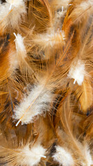 macro photo of brown hen feathers. background or textura