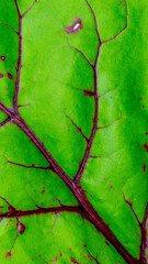 red and green leaf with visible texture