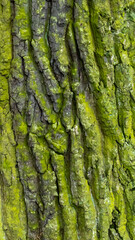 oak bark with visible details. background or texture