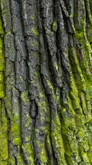oak bark with visible details. background or texture