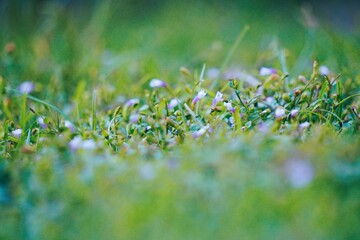 Close-up of vibrant green grass with delicate white petals scattered across, creating a soft, natural texture.