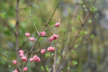 European spindle tree berries on a branch in the forest in the autumn 