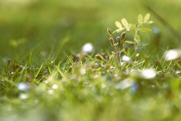 Close-up of a small plant growing in vibrant green grass with soft bokeh.