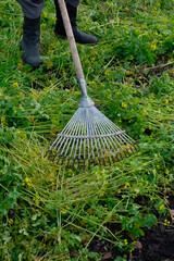 A fan rake against a background of mown mustard grass