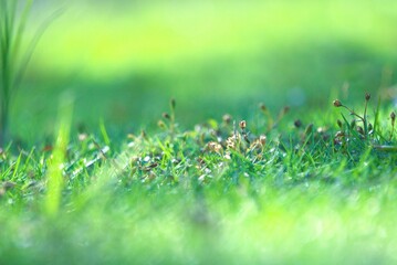 Lush green grass field with tiny wildflowers in soft morning light.