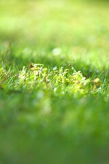 Close up of vibrant green grass with dappled sunlight and small white flowers.