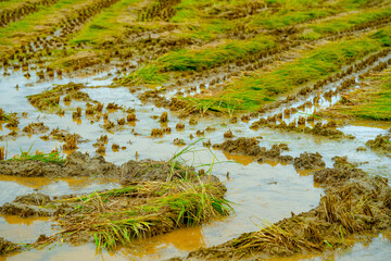 The rice fields after the rice harvest in Korea