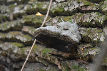 Trametes versicolor Mushroom growing on the bark of a tree in the forest