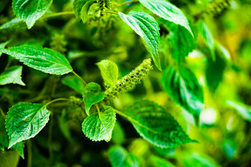 Perilla is growing in the garden. Beefsteak plant in Korea