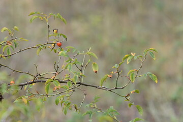 Rosehip bush with red berries in the autumn forest. Nature background