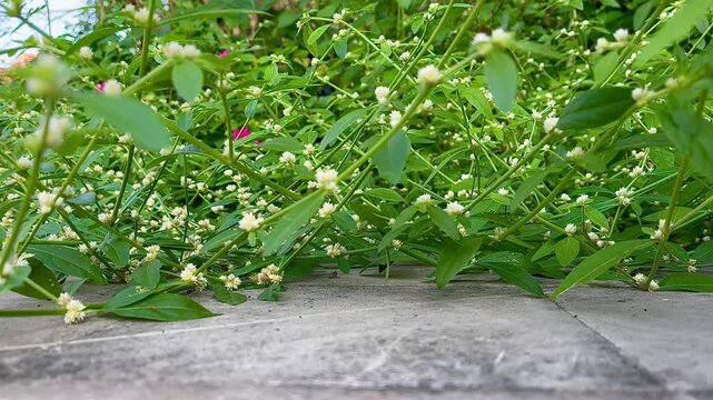Low Angle View of Green Weeds with Small White Flowers Growing on the Ground
