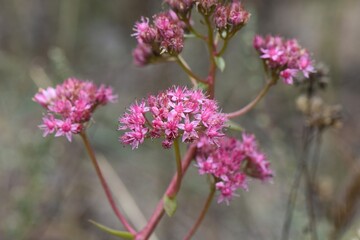 Obraz premium Pink flower on the background of dry grass in the spring forest