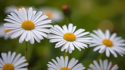 Fototapeta premium Close-up of fresh daisies with a soft green backdrop, natural light enhancing their delicate beauty.