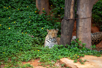 Leopard Hiding in Greenery: A leopard with a stunning spotted coat is seen hidden in the lush green vegetation.