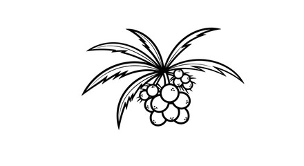 Illustration of a stylized plant with long leaves and a cluster of round fruits or berries, depicted in black and white.