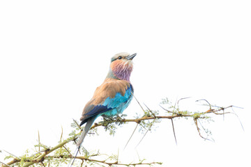 lilac breasted roller in kenya national park 