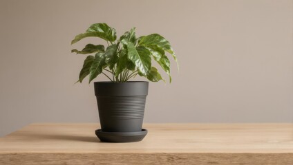 Elegant houseplant in a black pot on a wooden table.