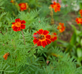 A bee collecting nectar on a vibrant orange marigold flower in a garden.
