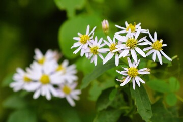Wild chrysanthemum flowers blooming in the fields and mountains of Japan in autumn
