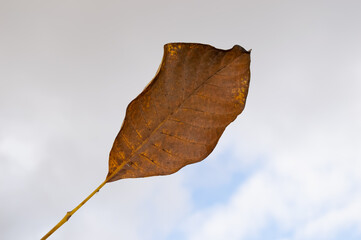 A large dry walnut leaf against a cloudy sky