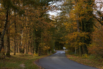 road in autumn forest