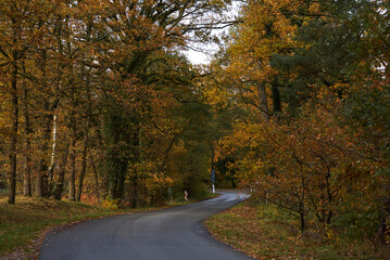 road in autumn forest