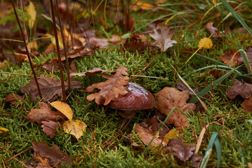 mushroom in the grass