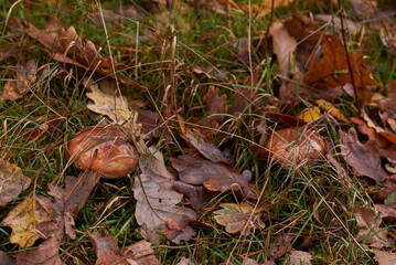 mushroom in the forest