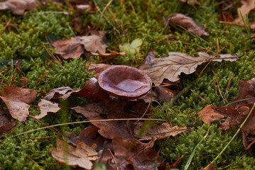 mushroom in autumn forest