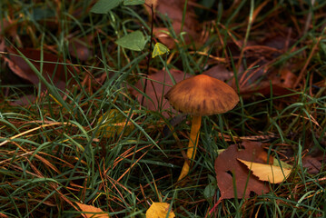 mushrooms in the forest