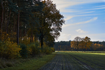 road in autumn forest
