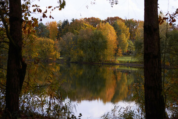 autumn in the forest