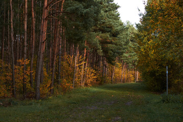 autumn in the forest