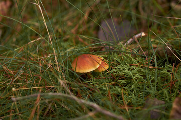 mushroom in the grass