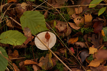 autumn leaves on the ground