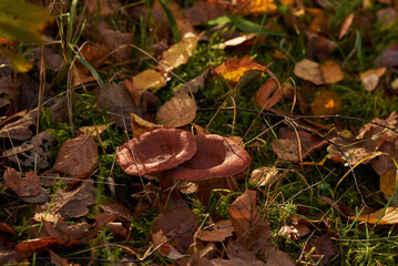 mushroom in the forest